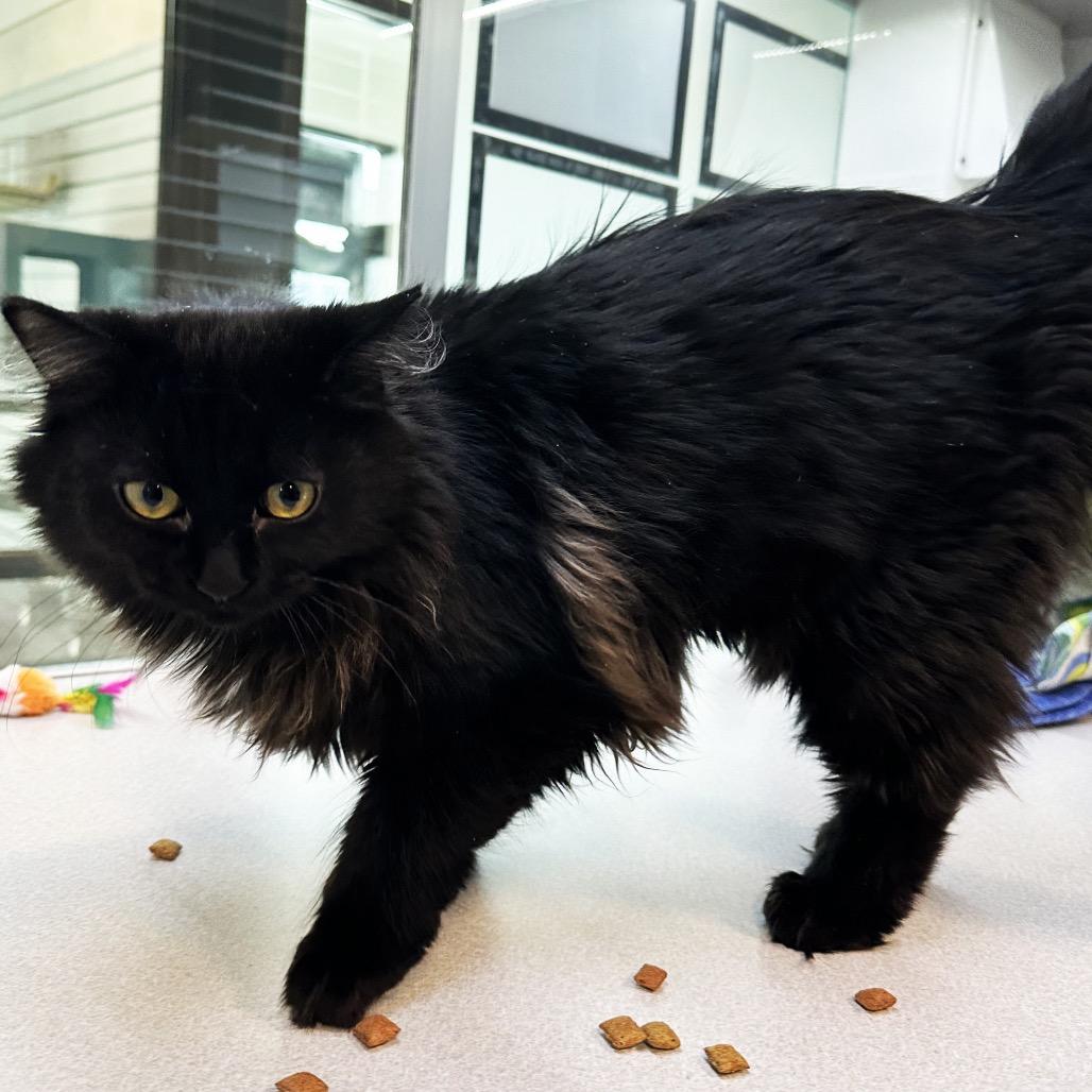 Enlarge Stella, a Adoptable Domestic Short Hair in Hailey, ID image 4/5