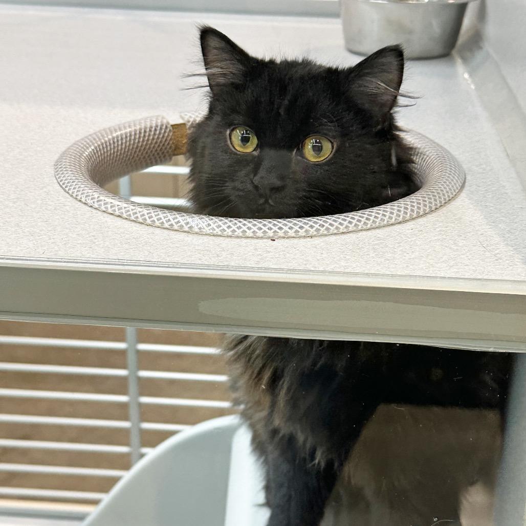 Enlarge Stella, a Adoptable Domestic Short Hair in Hailey, ID image 5/5