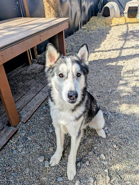 Enlarge ODIN, a Adoptable mixed breed in Frisco, CO image 1/1