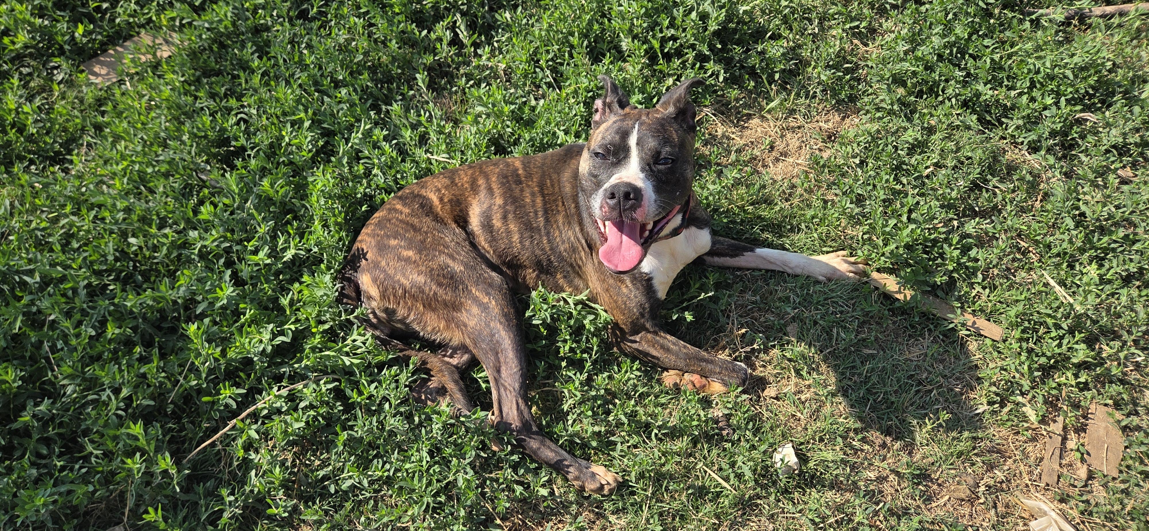 Lou lou, adoptable, Adult Female Pit Bull Terrier.