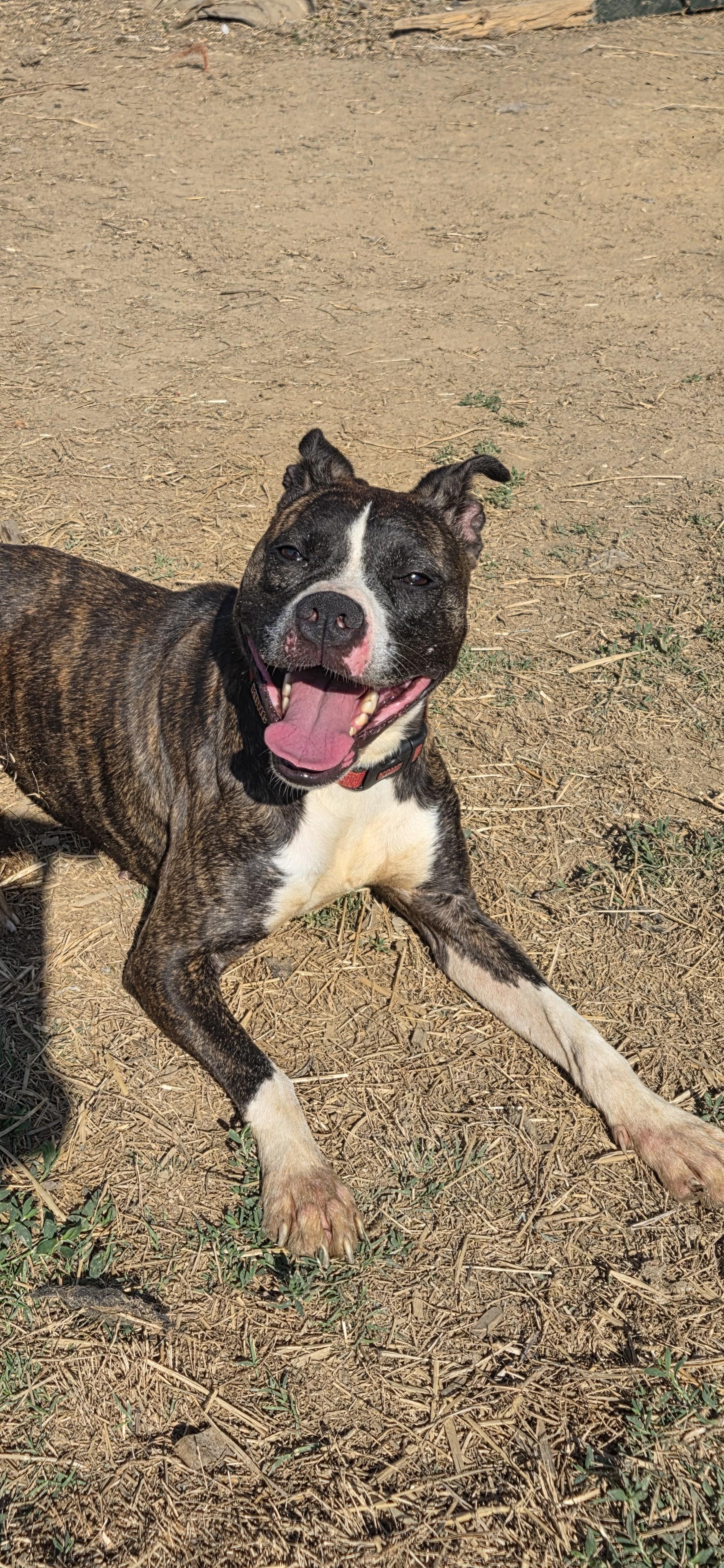 Enlarge Lou lou, an adoptable mixed breed in Evansville, IN image 4/4