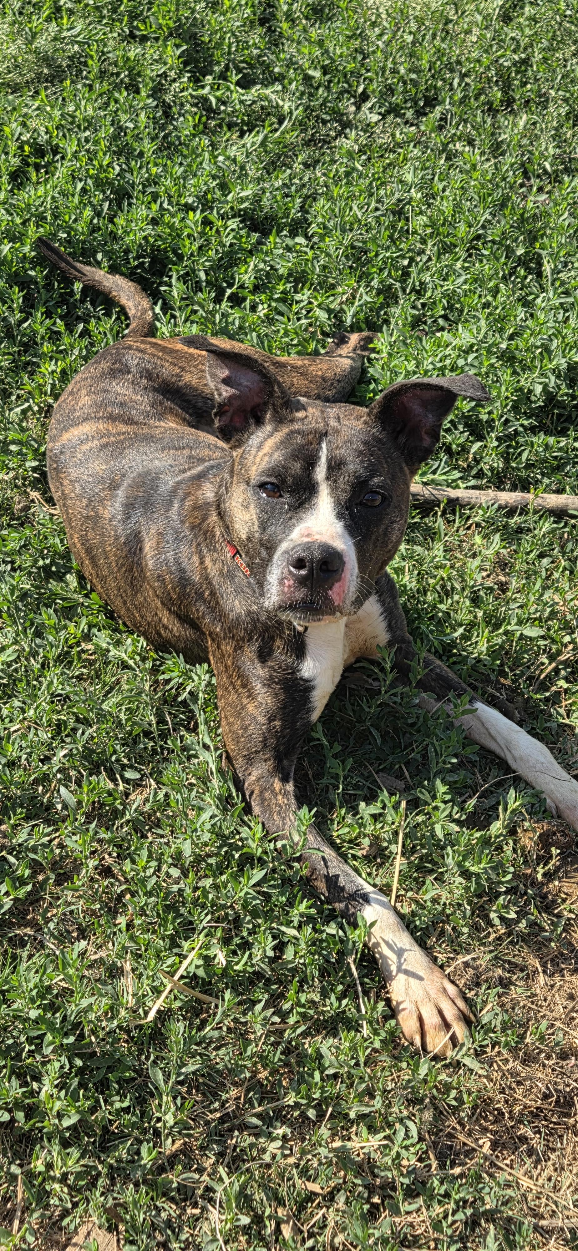Enlarge Lou lou, an adoptable mixed breed in Evansville, IN image 3/4