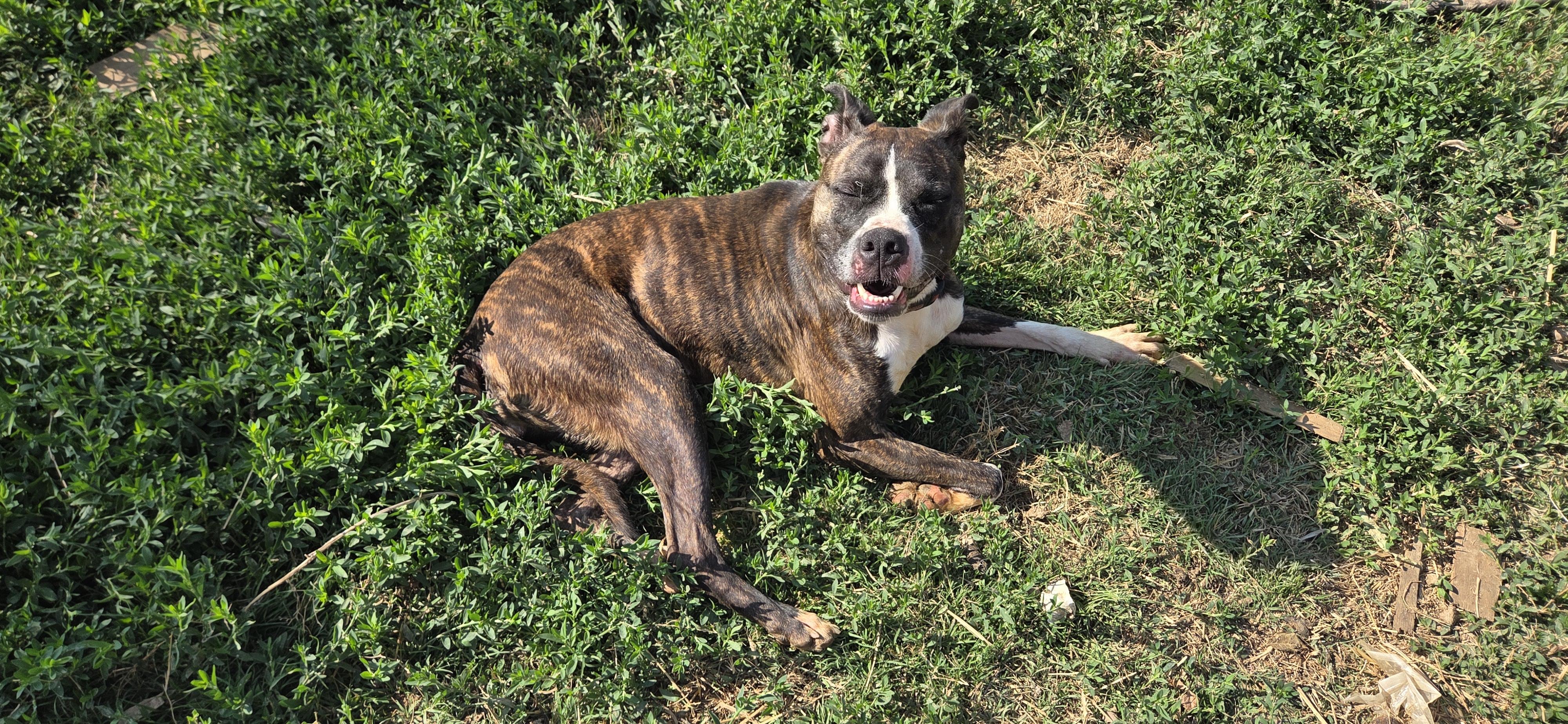 Enlarge Lou lou, an adoptable mixed breed in Evansville, IN image 2/4