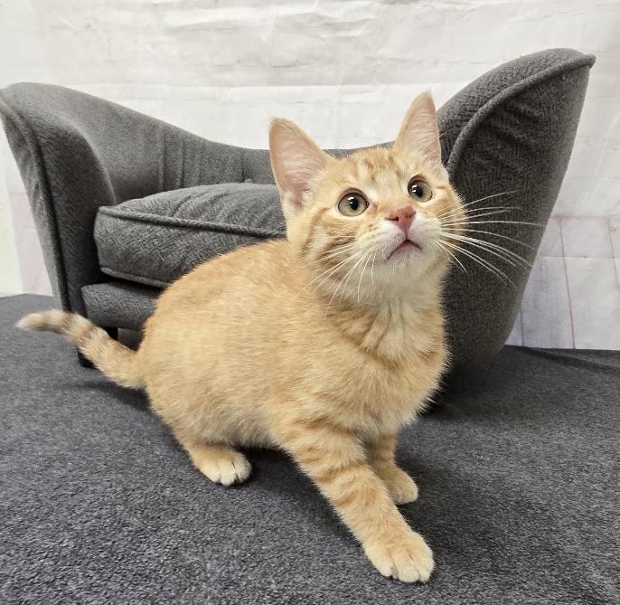Amos, ADOPTABLE, Kitten Male Domestic Short Hair.