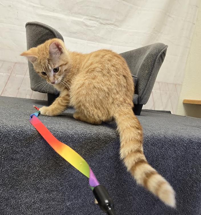Enlarge Amos, a ADOPTABLE Domestic Short Hair in Red Wing, MN image 2/3