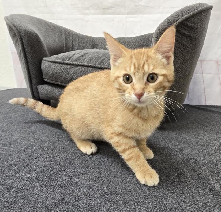 Enlarge Amos, a ADOPTABLE Domestic Short Hair in Red Wing, MN image 3/3