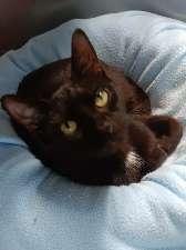 Enlarge ZEN, a Adoptable mixed breed in Seymour, IN image 1/1