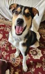 Bear, an adoptable McNab, Border Collie in Denton, TX, 76205 | Photo Image 1