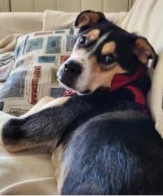 Bear, an adoptable McNab, Border Collie in Denton, TX, 76205 | Photo Image 2