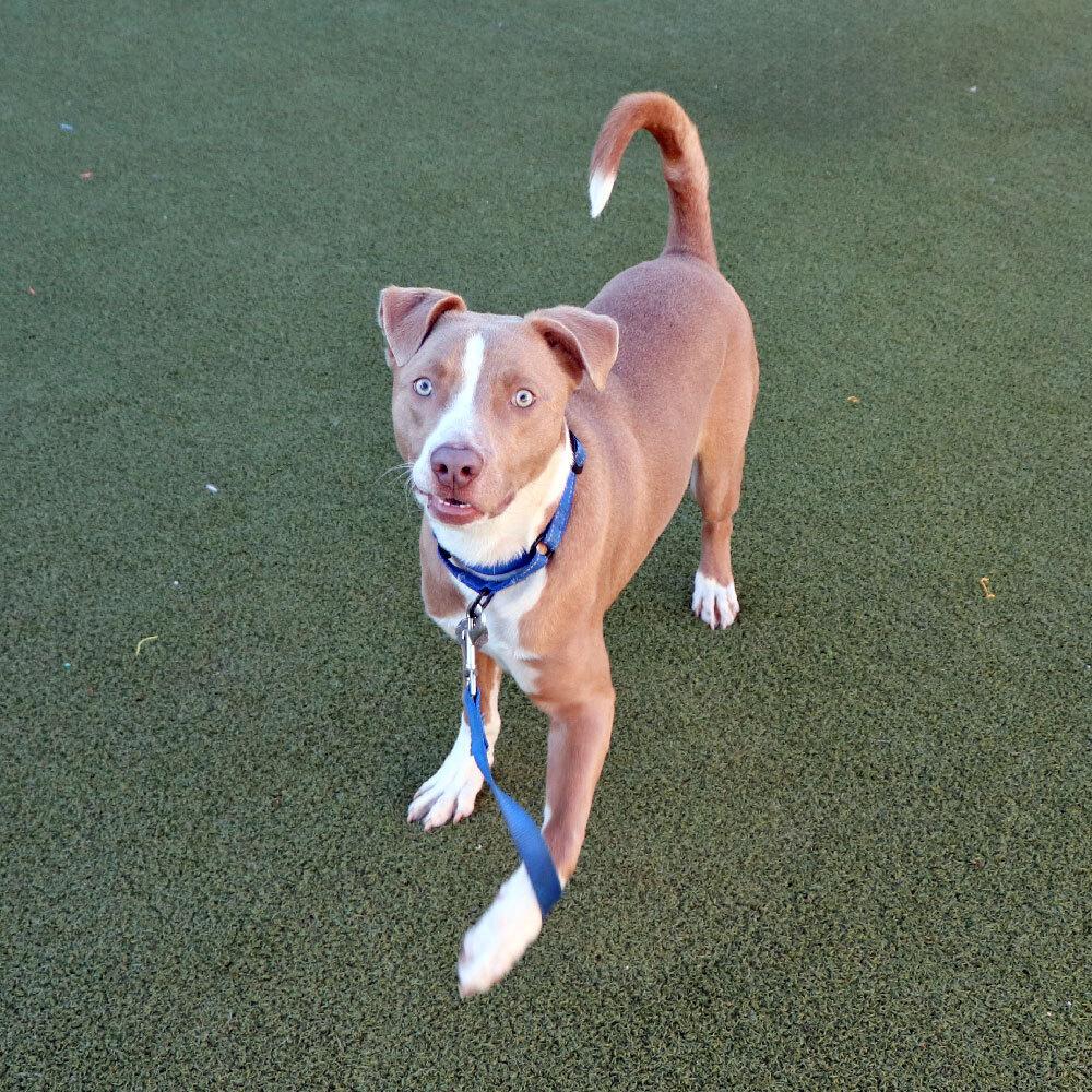 Goldfish thumbnail 2