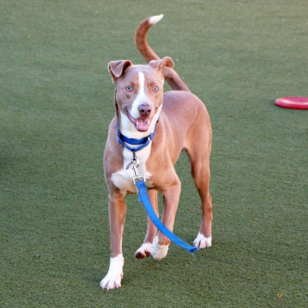 Goldfish thumbnail 3