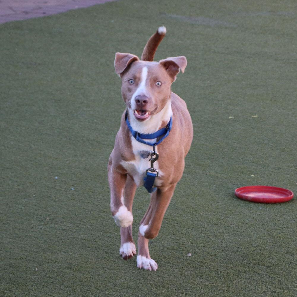 Goldfish thumbnail 4