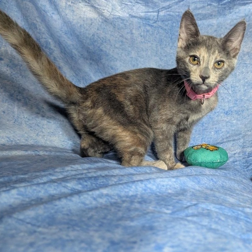 Enlarge Valencia (Female Kitten), a Adoptable Domestic Short Hair in San Francisco, CA image 3/5