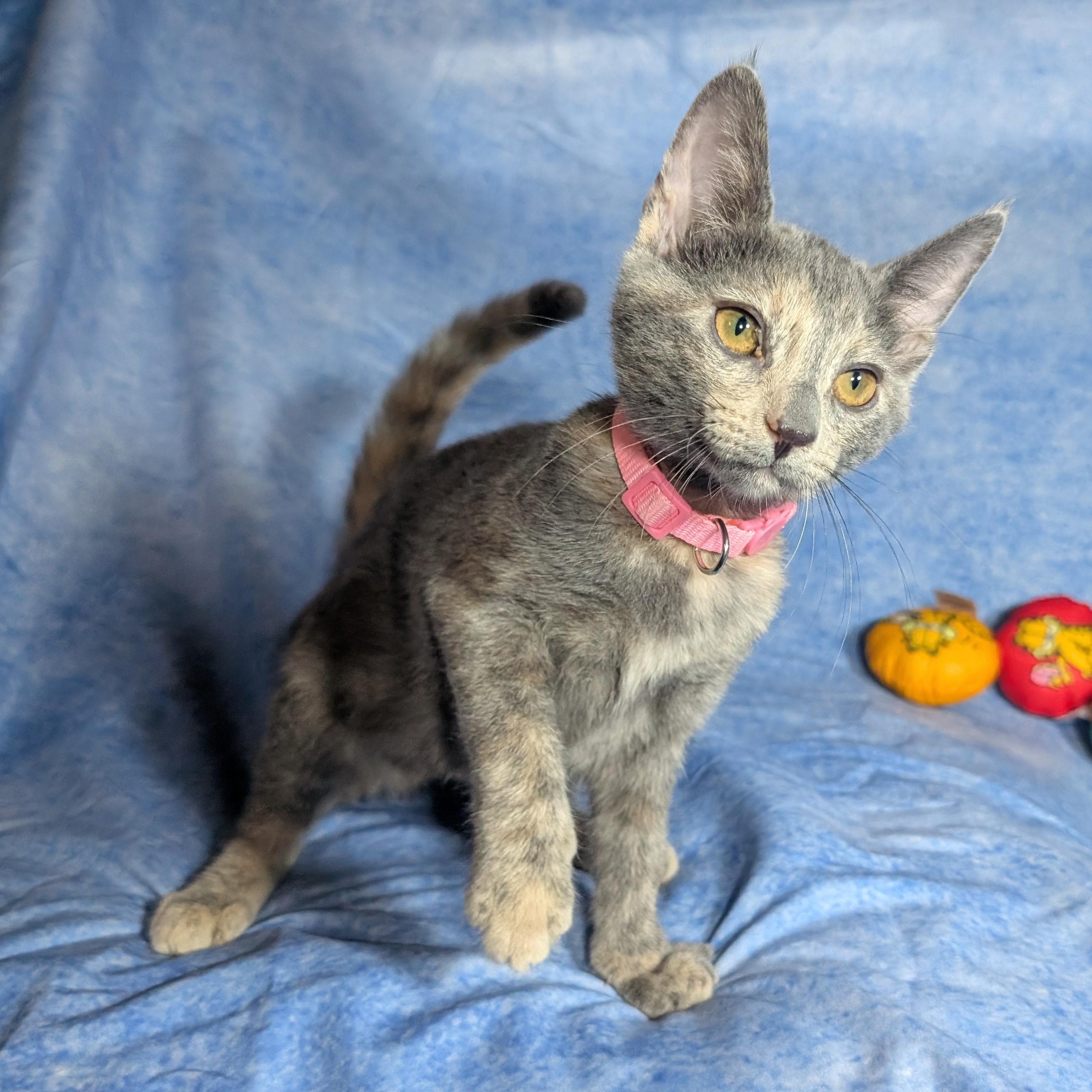 Enlarge Valencia (Female Kitten), a Adoptable Domestic Short Hair in San Francisco, CA image 1/5