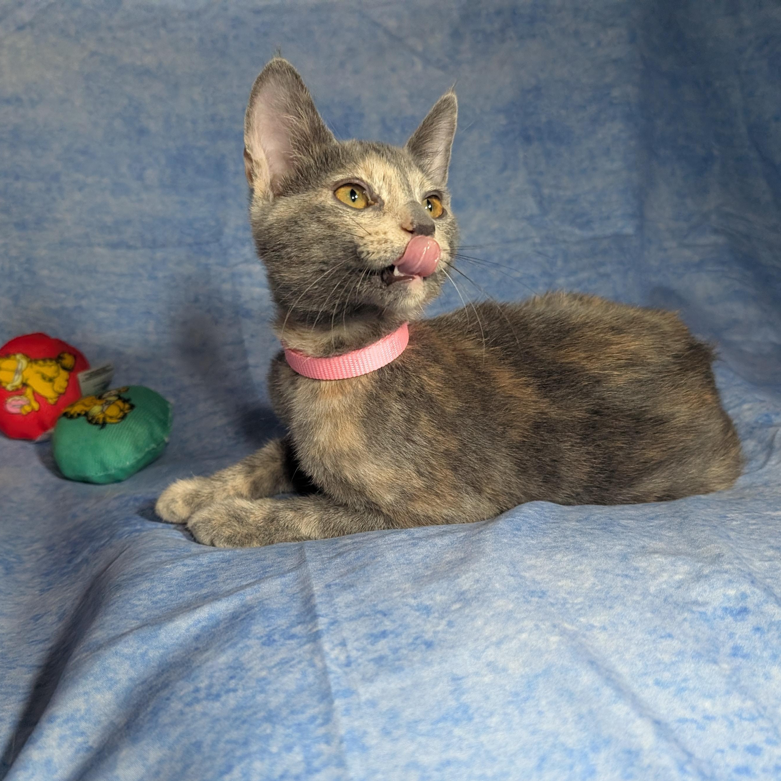 Enlarge Valencia (Female Kitten), a Adoptable Domestic Short Hair in San Francisco, CA image 2/5
