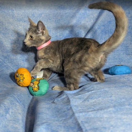 Enlarge Valencia (Female Kitten), a Adoptable Domestic Short Hair in San Francisco, CA image 4/5