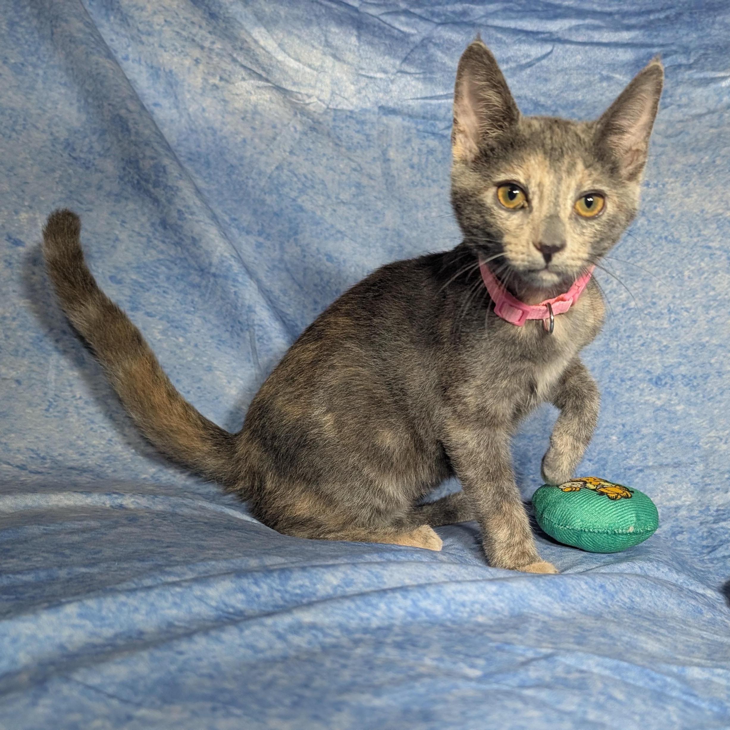 Enlarge Valencia (Female Kitten), a Adoptable Domestic Short Hair in San Francisco, CA image 5/5