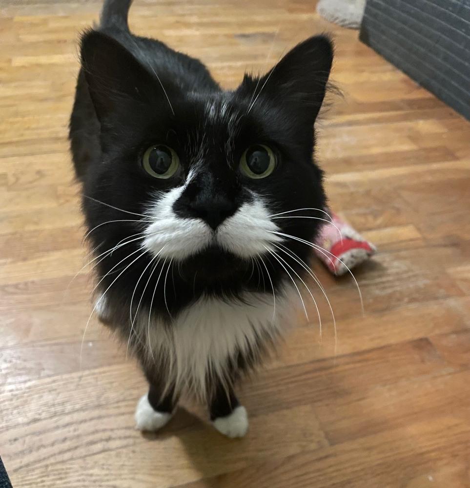 Enlarge King Simba, a Adopted mixed breed in Wilmington, NC image 1/1