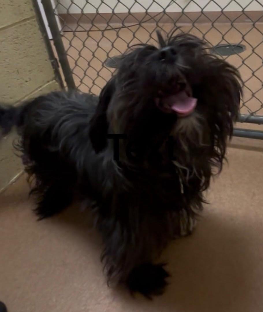 Enlarge Lennon, an adopted mixed breed in Norwalk, CT image 3/3