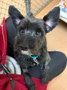 Enlarge Lennon, an adopted mixed breed in Norwalk, CT image 1/3