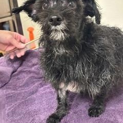 Enlarge Lennon, an adopted mixed breed in Norwalk, CT image 2/3