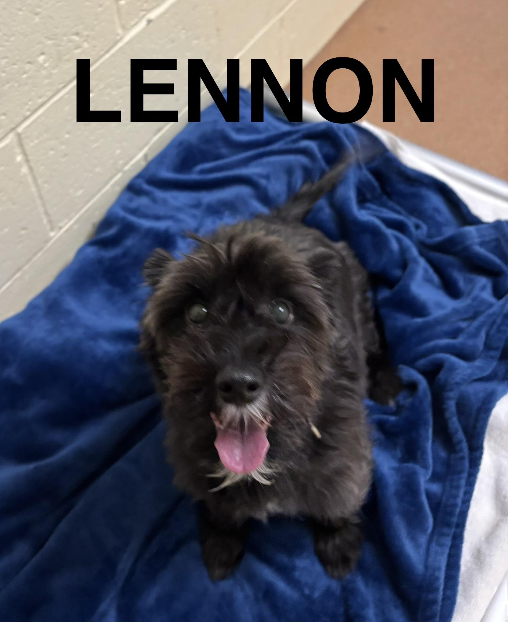 Enlarge Lennon, an adoptable mixed breed in Norwalk, CT image 2/3