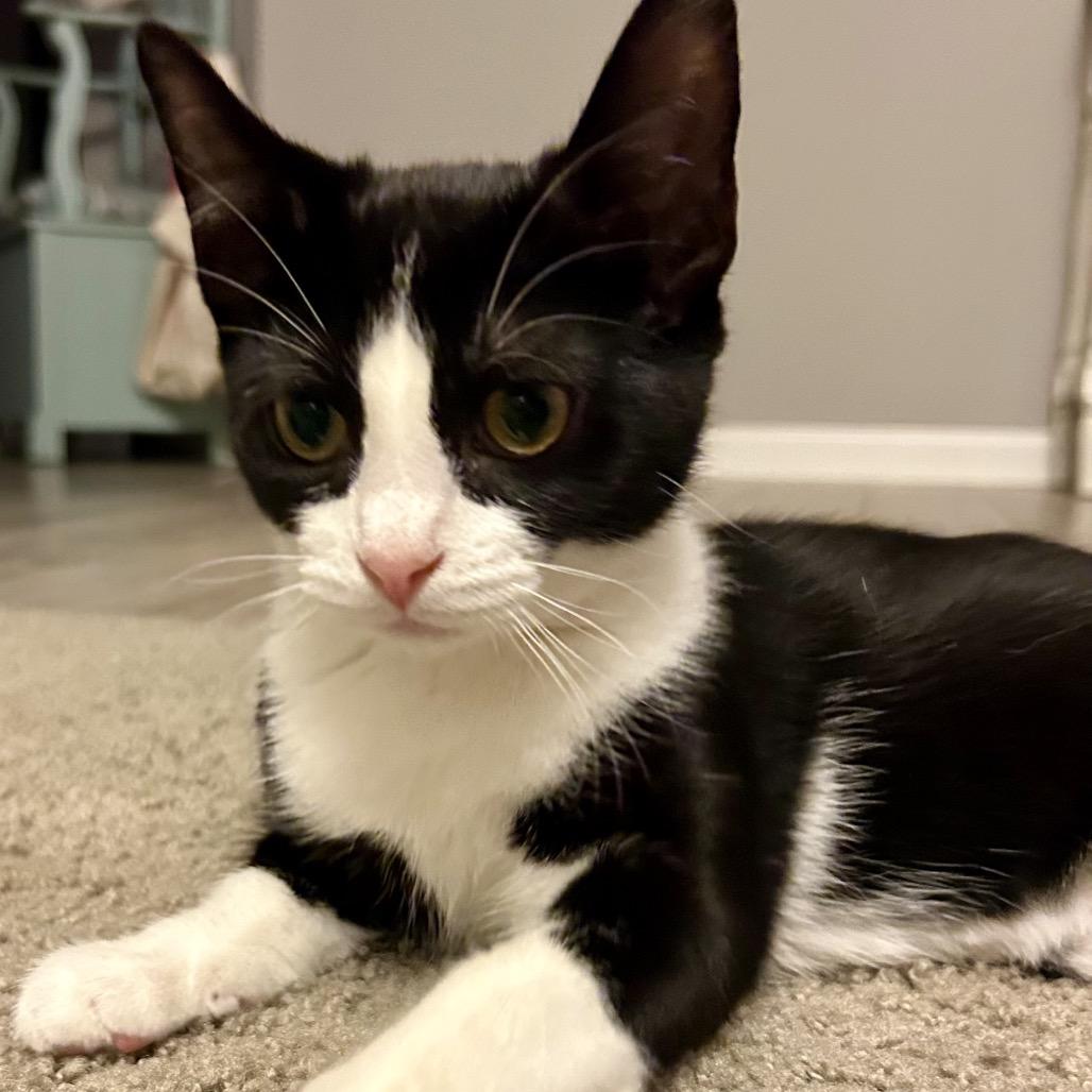 Enlarge Retro, a Adoptable Domestic Short Hair in Zimmerman, MN image 1/5