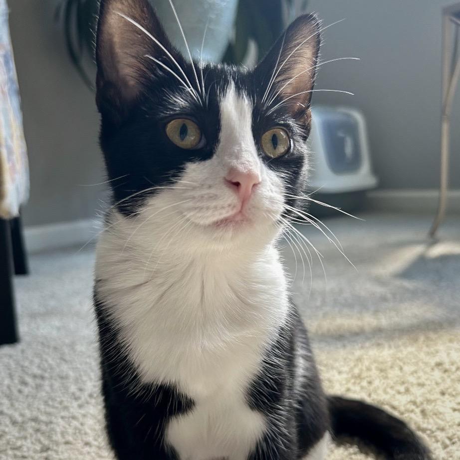 Enlarge Retro, a Adoptable Domestic Short Hair in Zimmerman, MN image 2/5