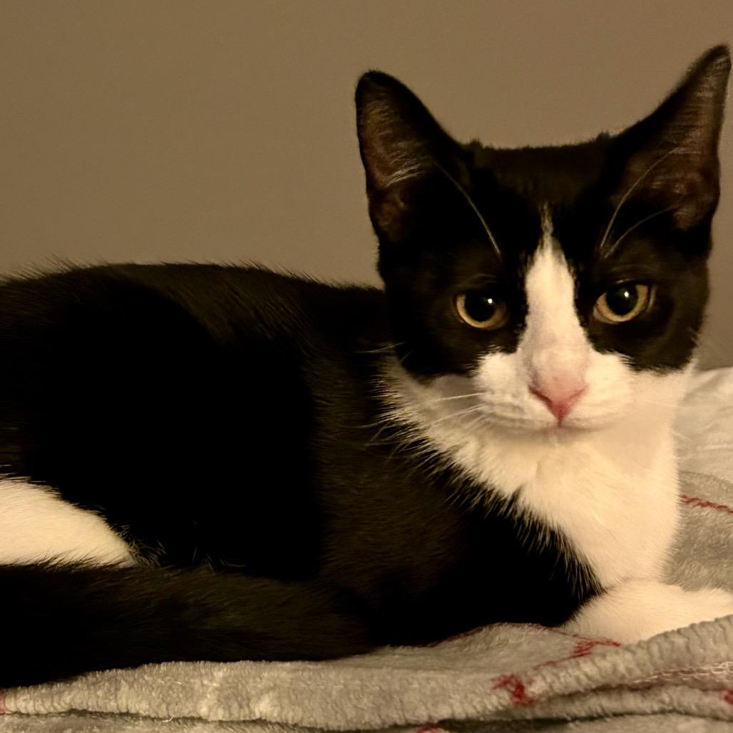 Enlarge Retro, a Adoptable Domestic Short Hair in Zimmerman, MN image 3/5