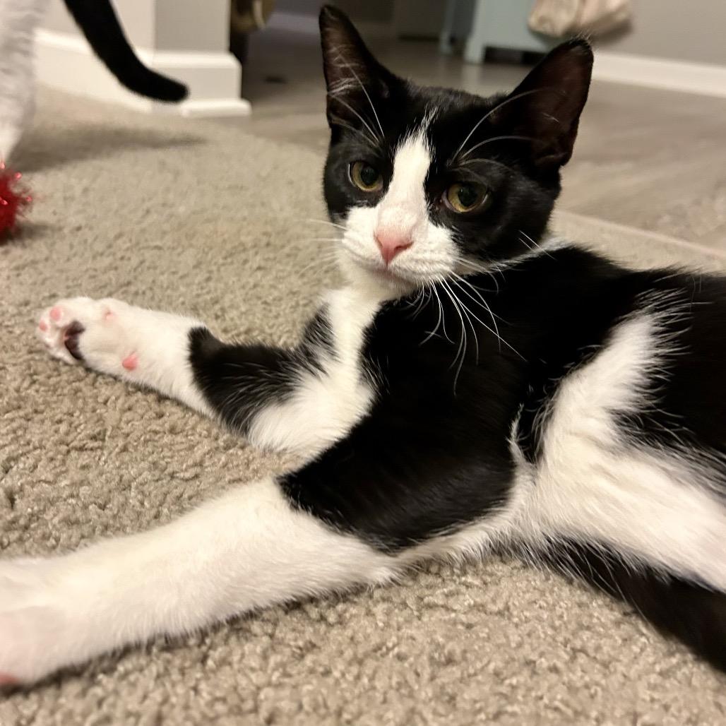 Enlarge Retro, a Adoptable Domestic Short Hair in Zimmerman, MN image 4/5