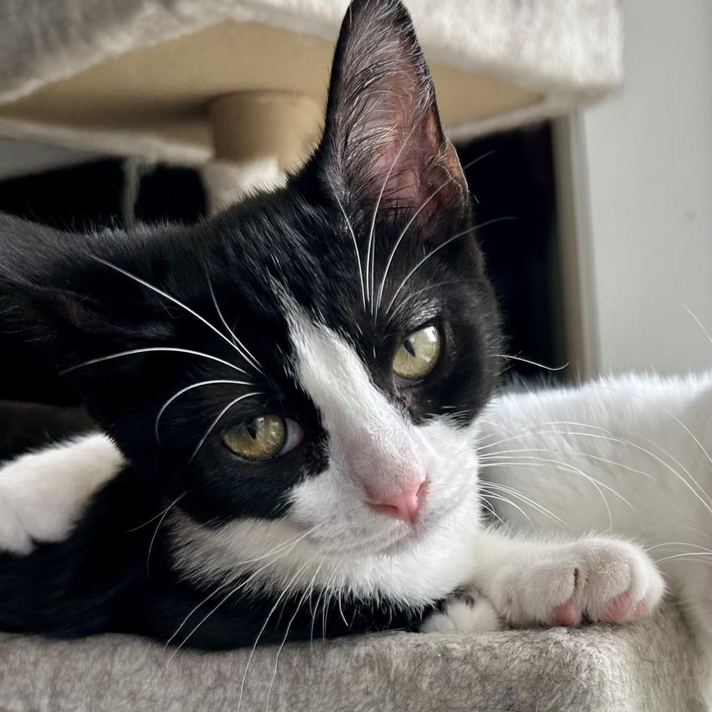 Enlarge Retro, a Adoptable Domestic Short Hair in Zimmerman, MN image 5/5