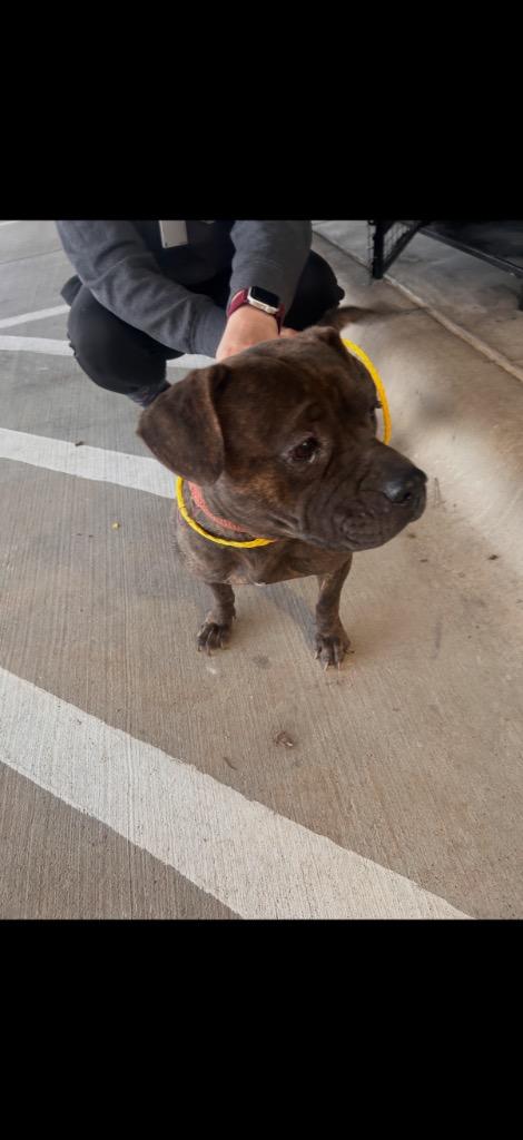 Star, Adoptable, Adult Female Staffordshire Bull Terrier.