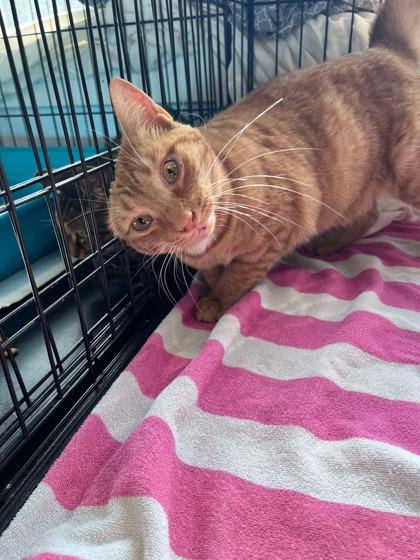 Enlarge Ash, a Adoptable Domestic Short Hair in Shohola, PA image 1/2