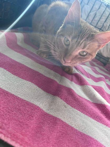 Ash, Adoptable, Young Female Domestic Short Hair & Domestic Short Hair.