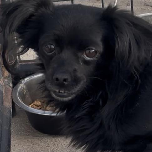 Shadow, Adoptable, Adult Female Chihuahua & Dachshund.