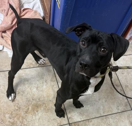 Doc Holliday thumbnail 4