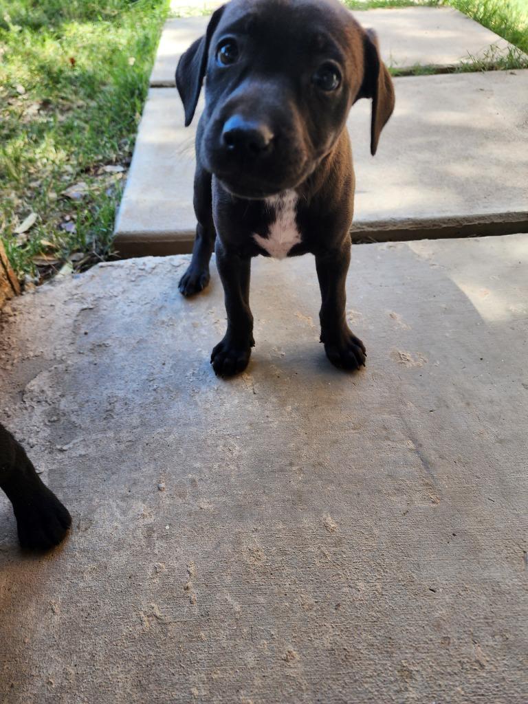 Krill, Adoptable, Puppy Female Corgi & Cattle Dog.