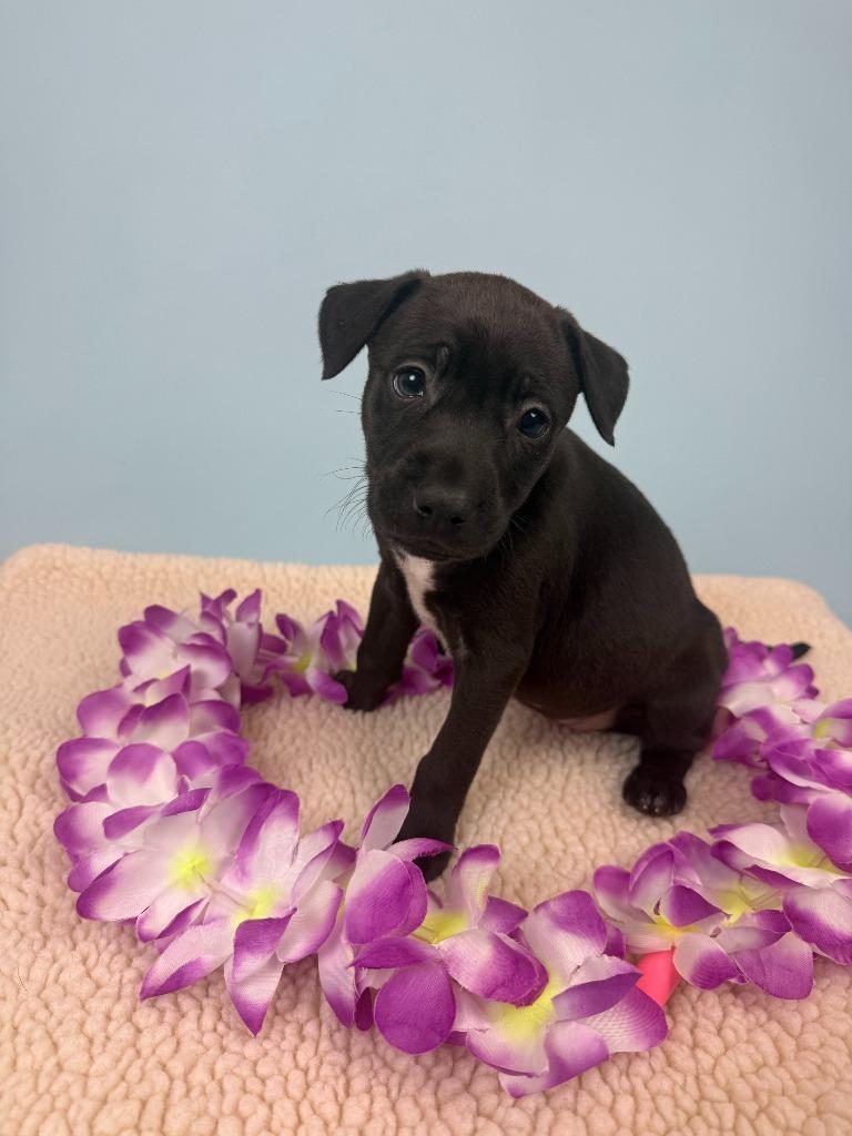 Enlarge Krill, a Adoptable mixed breed in Phoenix, AZ image 2/5