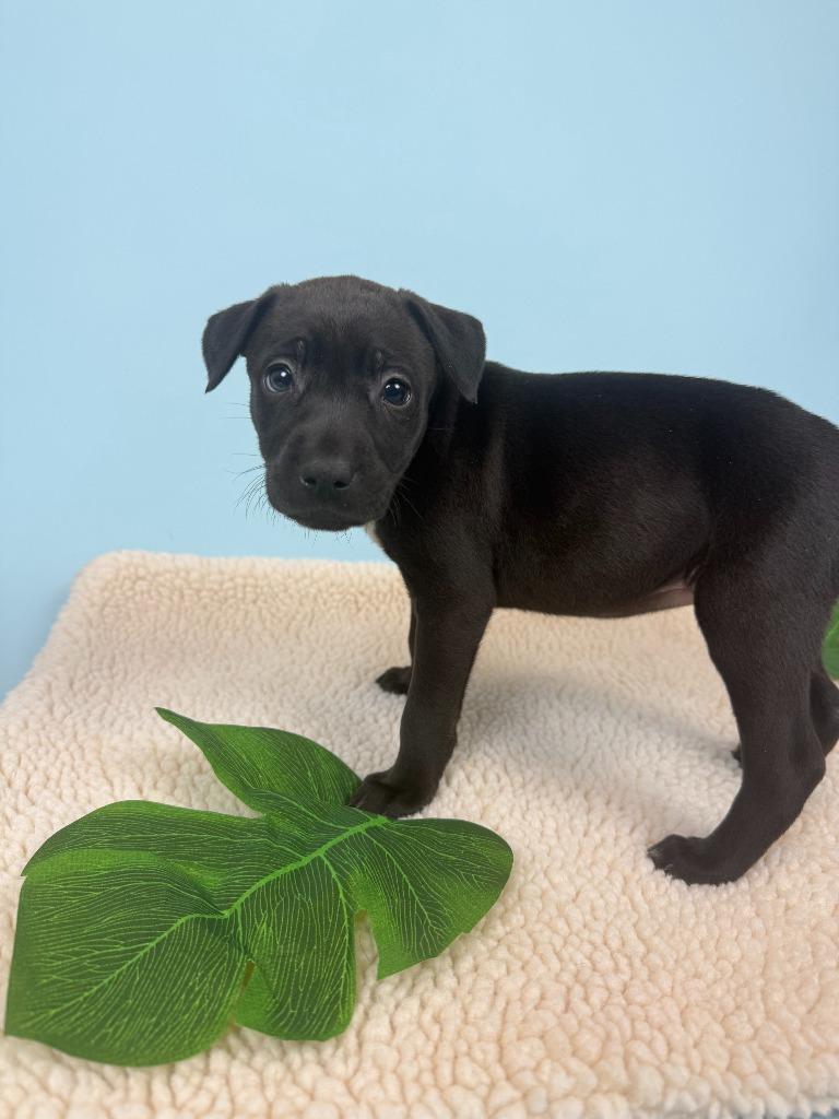 Enlarge Krill, a Adoptable mixed breed in Phoenix, AZ image 5/5