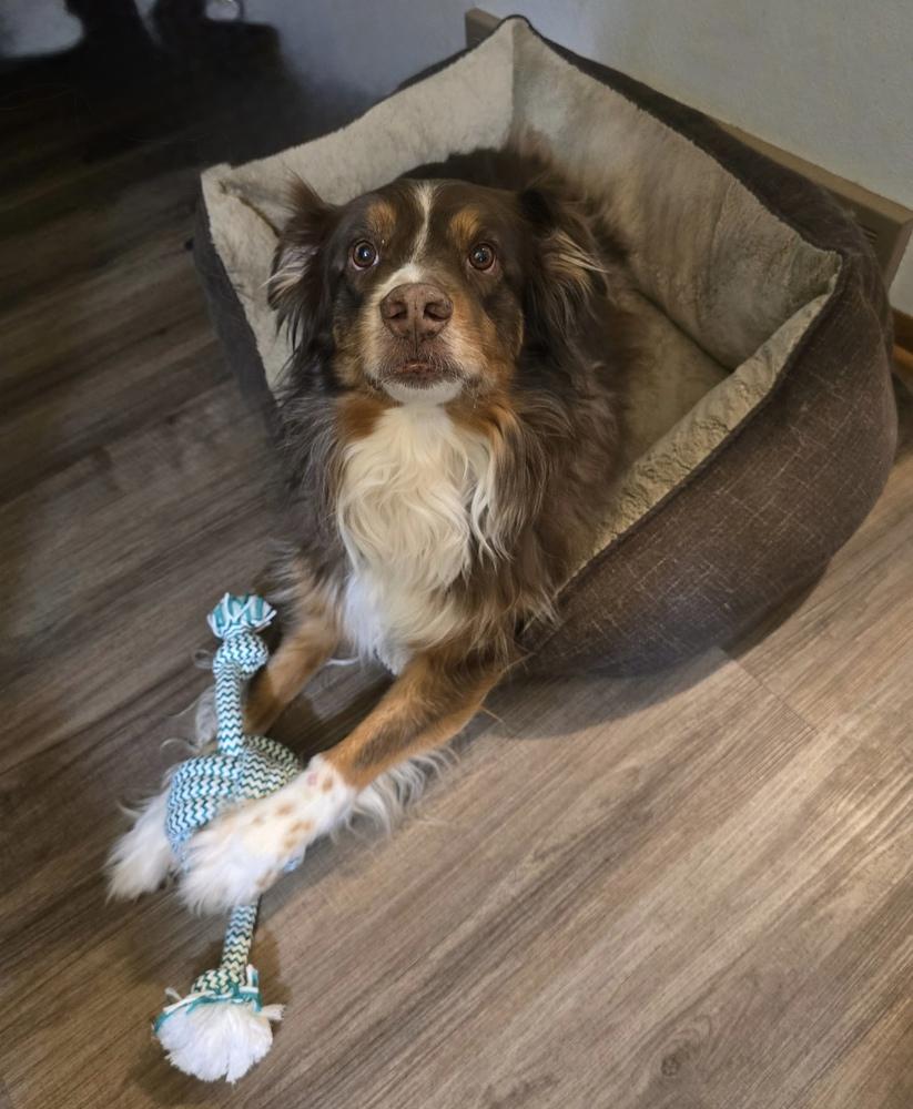 0999 Ranger, Adoptable, Adult Male Australian Shepherd.