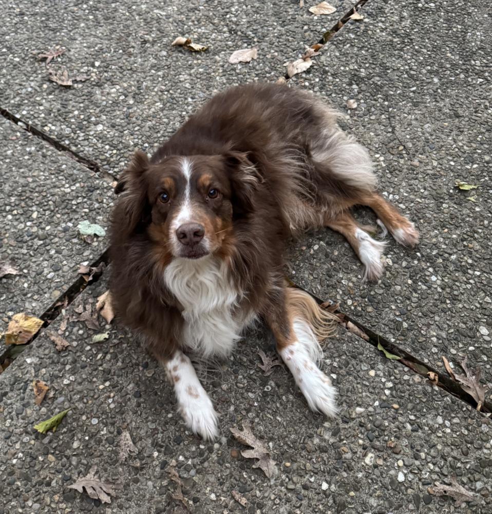 0999 Ranger, a Adoptable Australian Shepherd in Ringwood, IL image 2/4