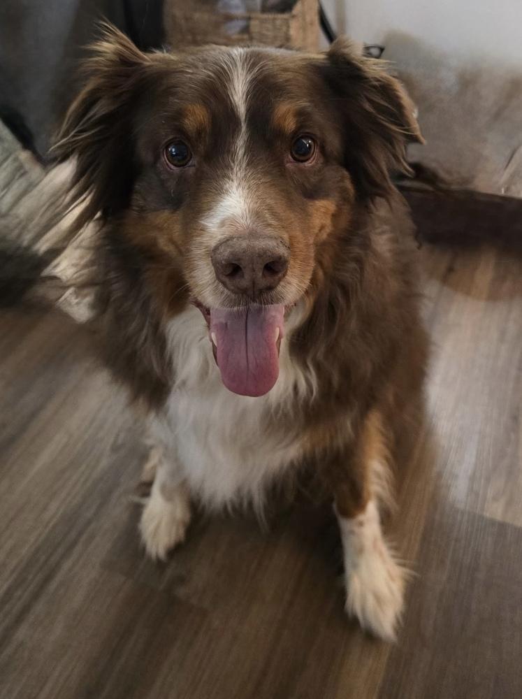 0999 Ranger, a Adoptable Australian Shepherd in Ringwood, IL image 3/4