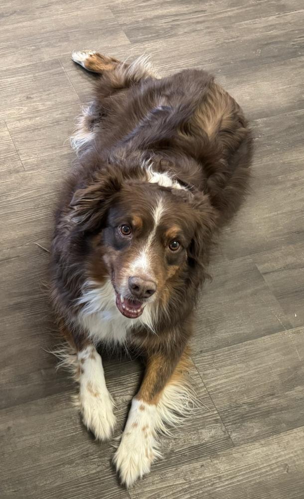0999 Ranger, a Adoptable Australian Shepherd in Ringwood, IL image 4/4