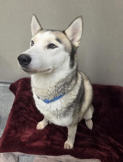 Nova — thumbnail 2