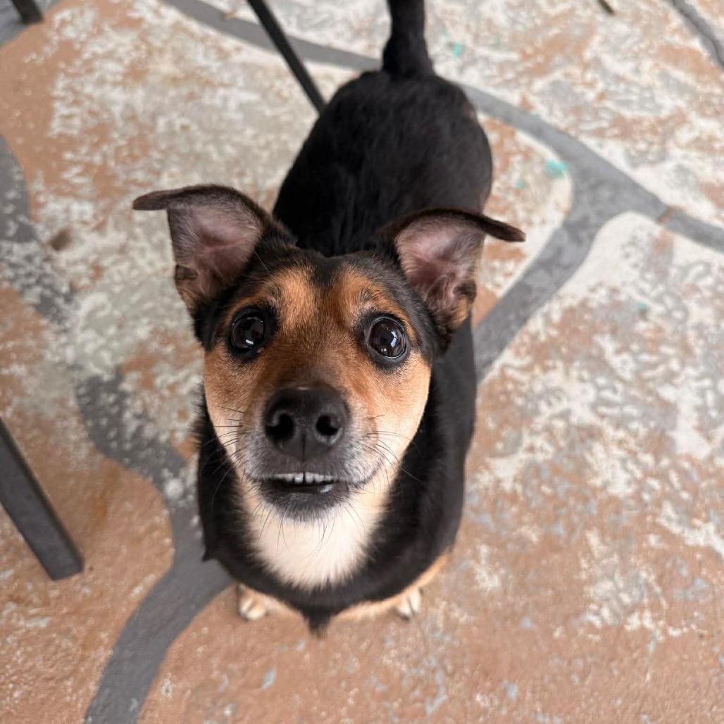 Enlarge Cotton, a Adoptable mixed breed in Jackson, MO image 1/6