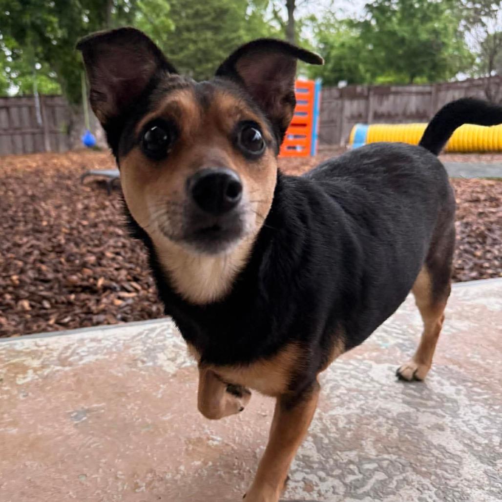 Enlarge Cotton, a Adoptable mixed breed in Jackson, MO image 2/6