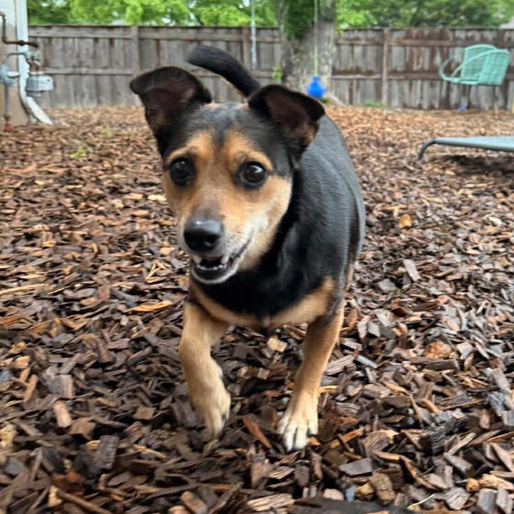 Enlarge Cotton, a Adoptable mixed breed in Jackson, MO image 4/6