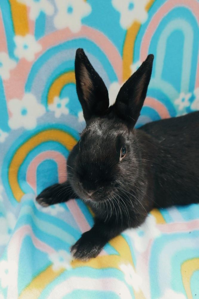 Lido Shuffle, Adoptable, Adult Female American.