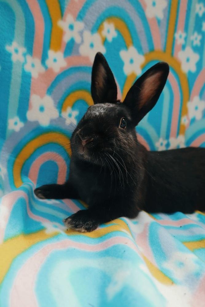 Lido Shuffle, Adoptable, Adult Female American.