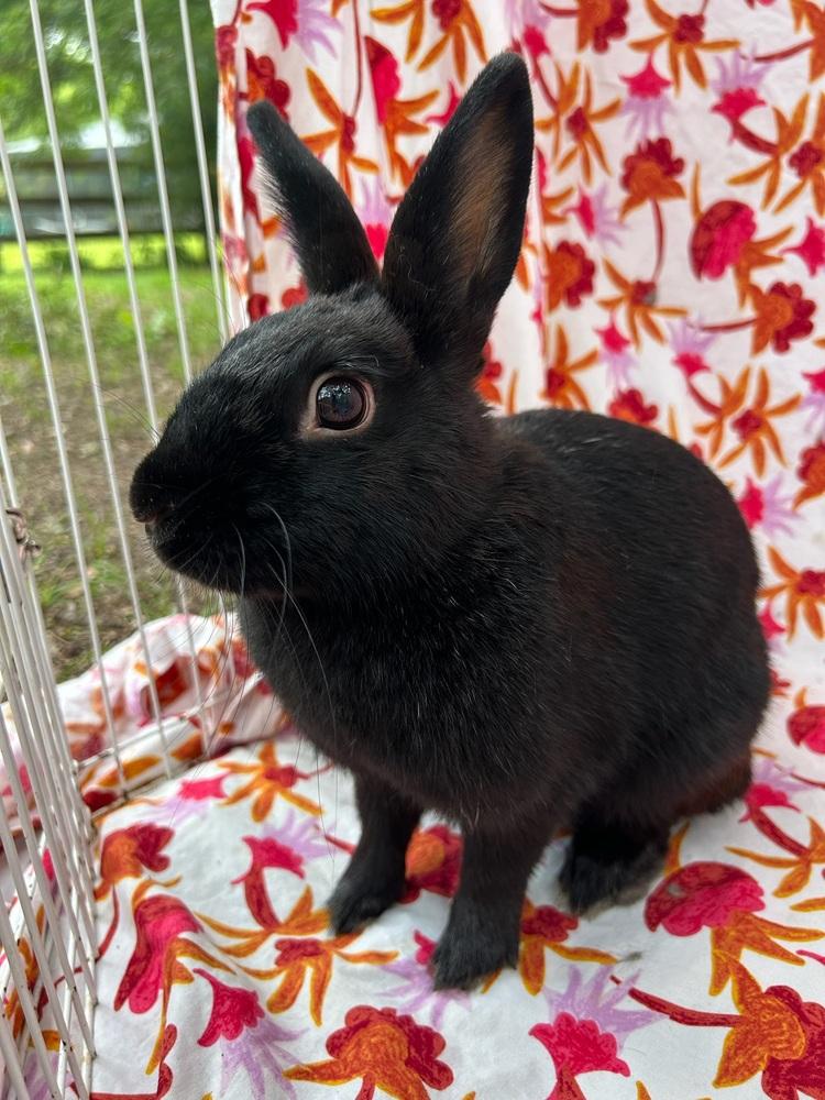 Enlarge Lido Shuffle, a Adoptable mixed breed in Gainesville, FL image 3/6